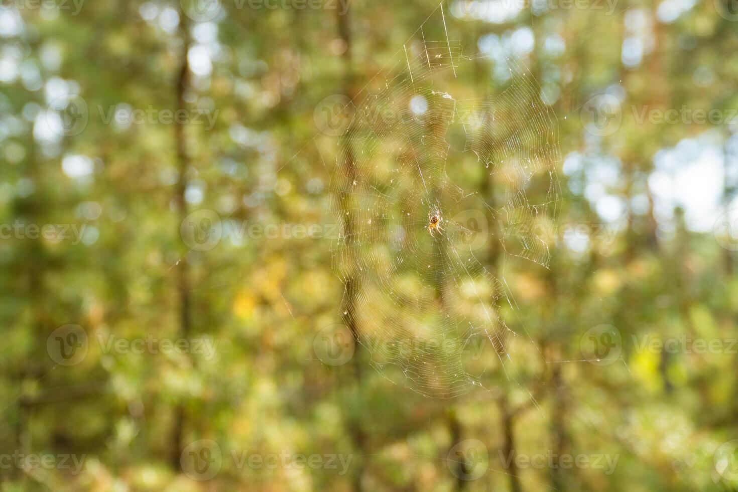 A web with a close-up of a spider in the forest of Ukraine. Blurred background. photo