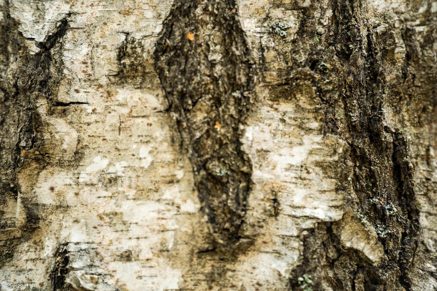 Close-up view of the rough textured bark of a birch tree photo