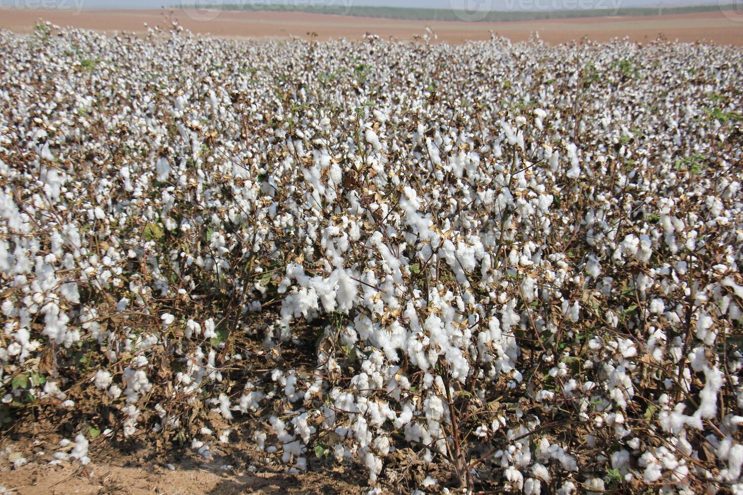 white cotton grows in a collective farm field photo