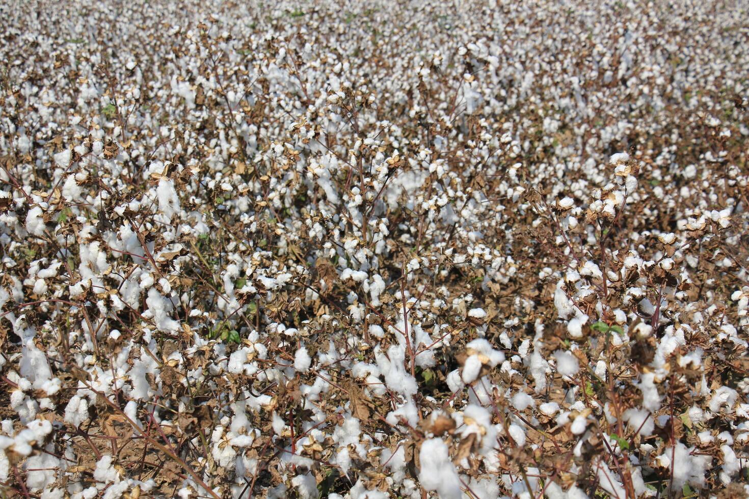 white cotton grows in a collective farm field photo