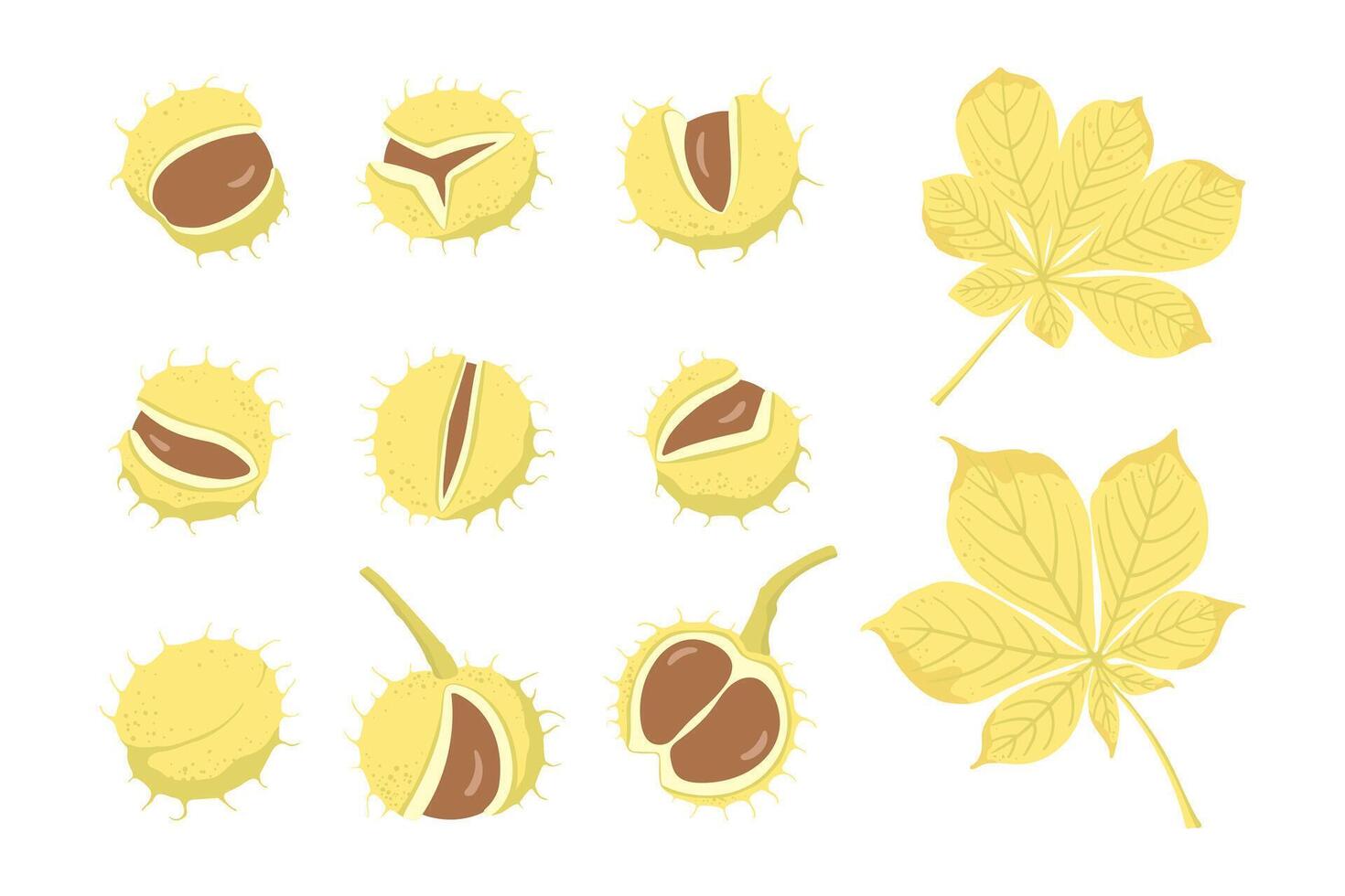 Hand drawn chestnuts and leaves set. Autumn plant elements design for label, cover, card, packaging, poster vector