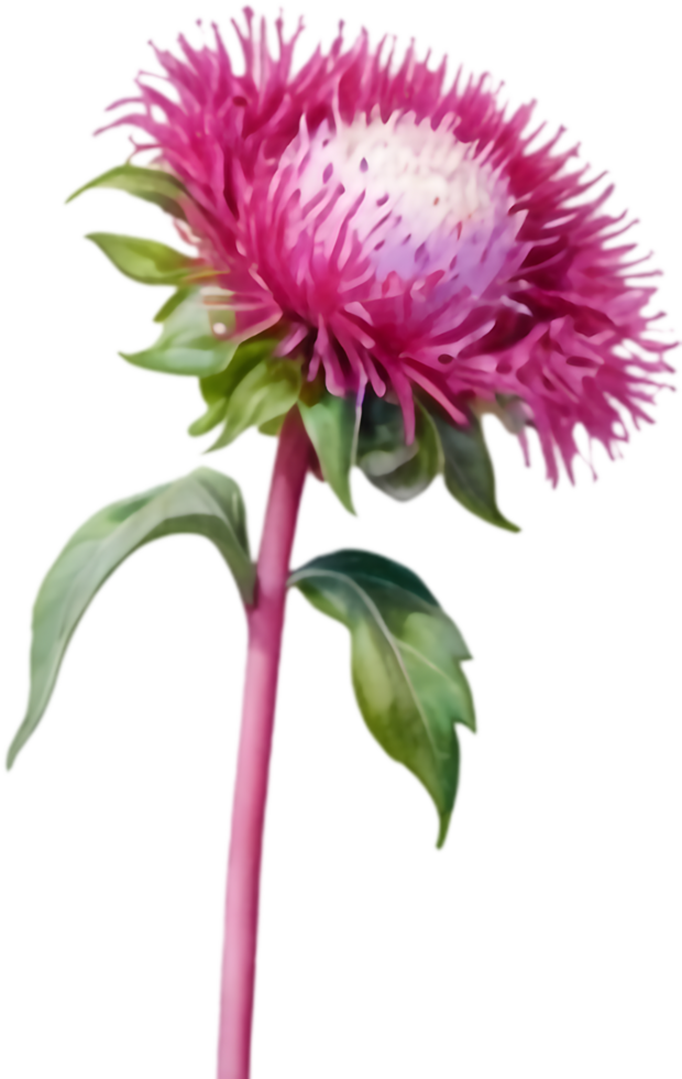 Soft Watercolor Globe Amaranth Flower Painting Online. . png