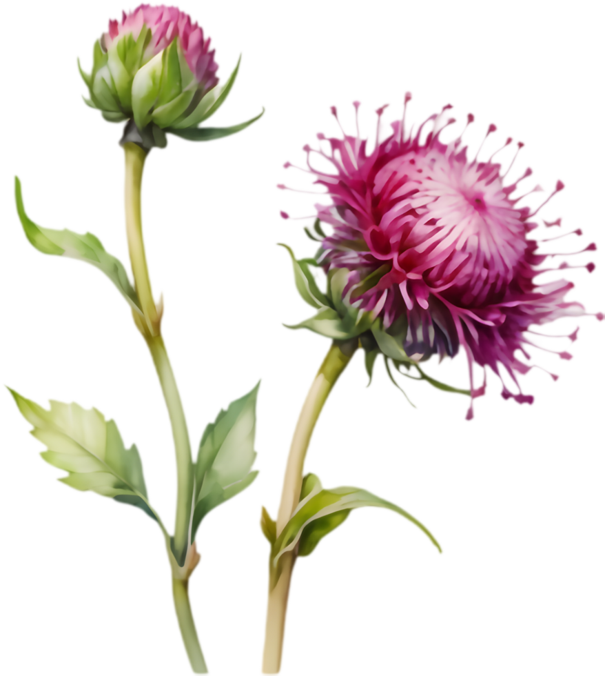 Unique Watercolor Art of Globe Amaranth Flower. . png