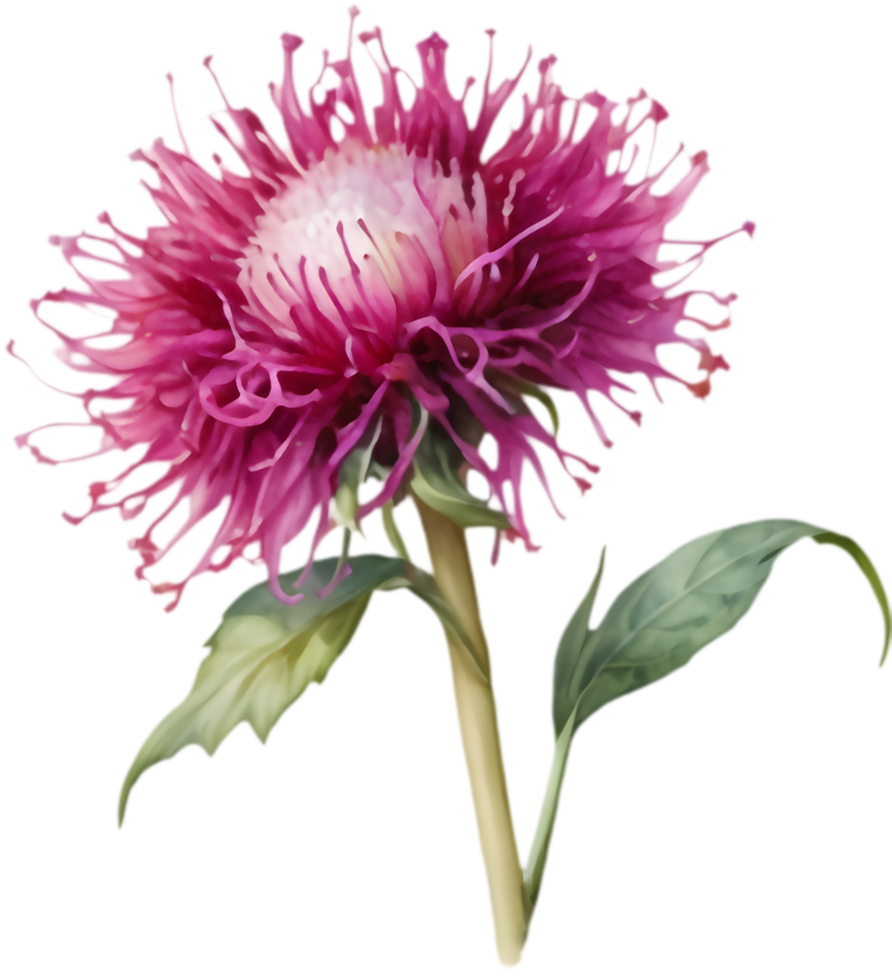 Bright Globe Amaranth Flower Watercolor Painting Online. . png
