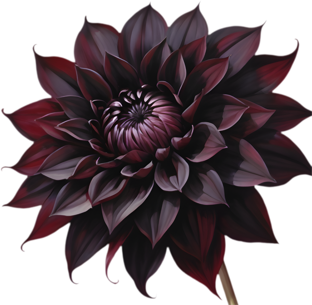 Black Dahlia Beauty, Luxurious Velvet Petals. . png