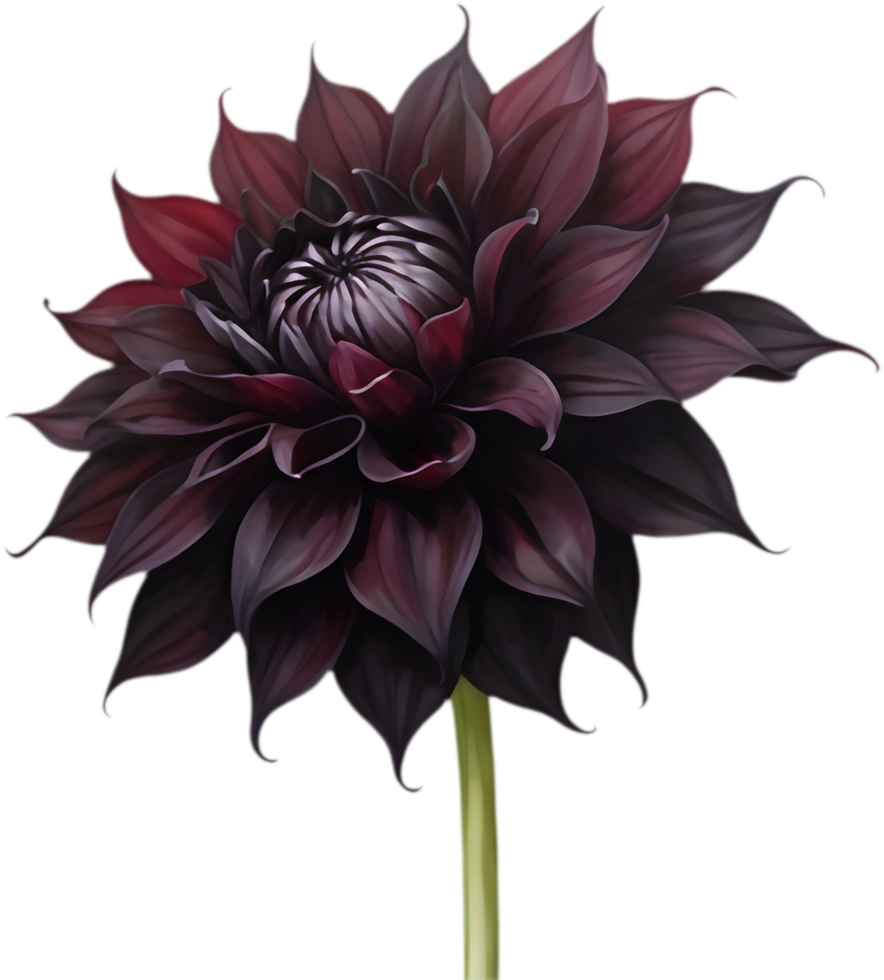 Dahlia Black Jack, A Floral Masterpiece. . png