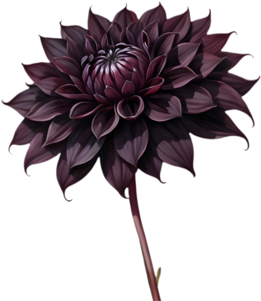 Striking Dahlia, Rich Burgundy and Black. . png