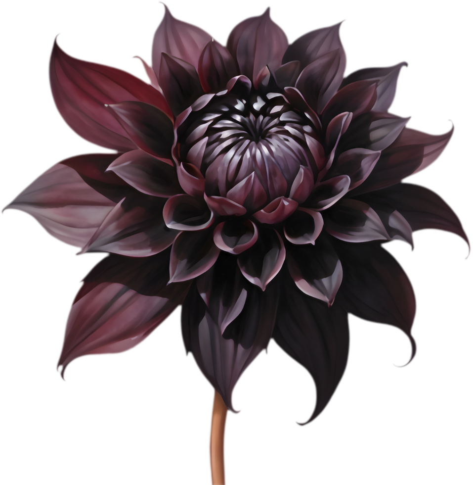 Luxurious Black Dahlia, Textured Floral Beauty. . png
