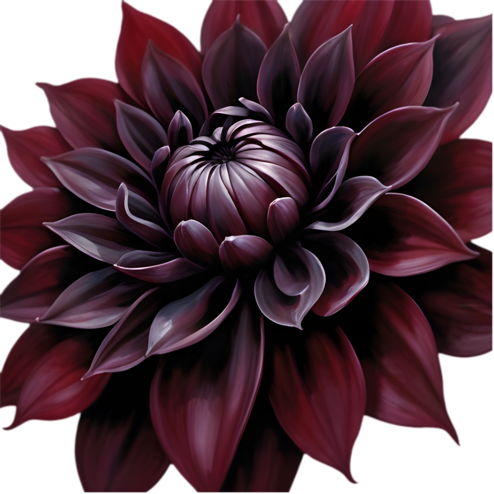 Gorgeous Black Dahlia, Deep Burgundy Blooms. . png