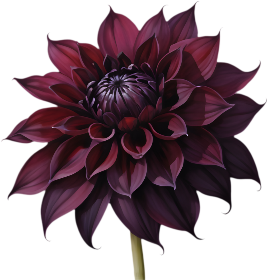 Lush Black Dahlia, Petals Like Velvet. . png