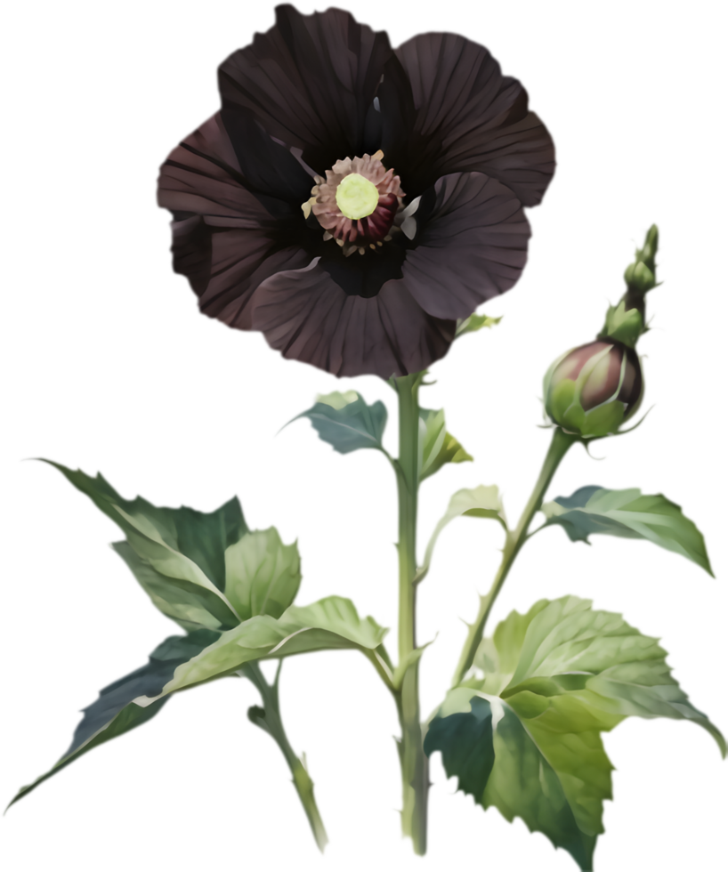 Vibrant Black Hollyhock, Stunning Floral Artwork. . png