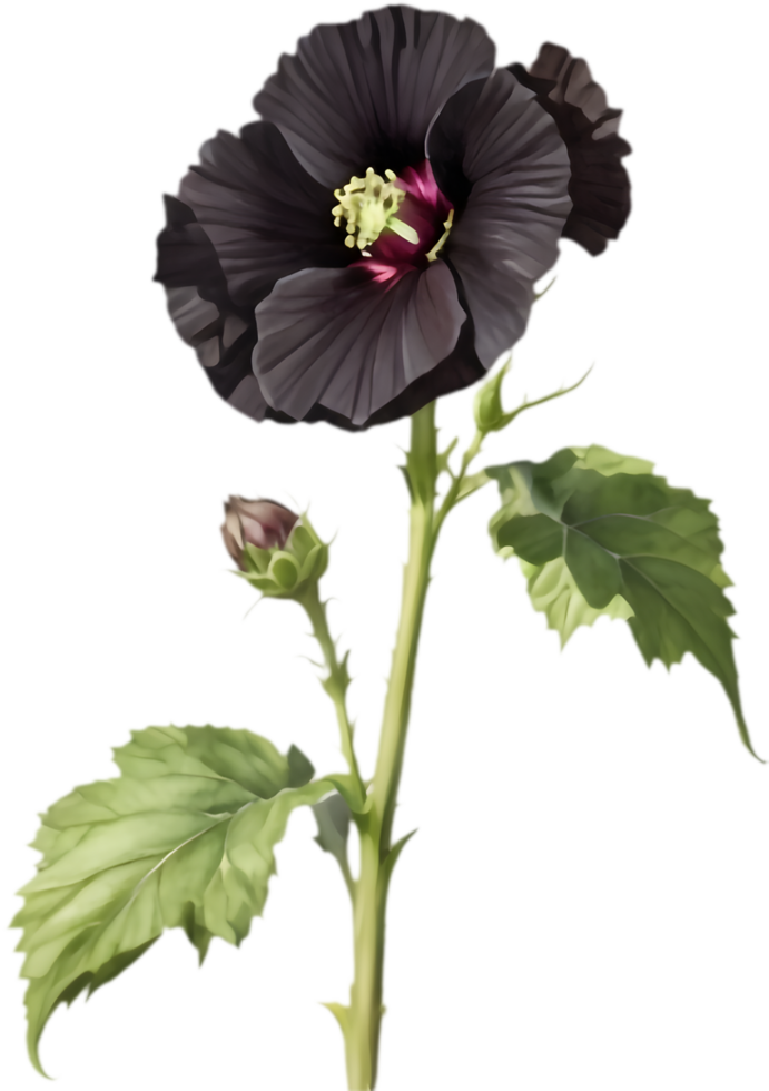 Black Hollyhock, Deep Chocolate Blooms for Gardens. . png