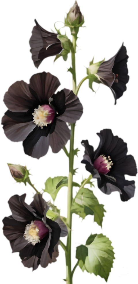 Gorgeous Black Hollyhock, Deep Blooms for Inspiration. . png