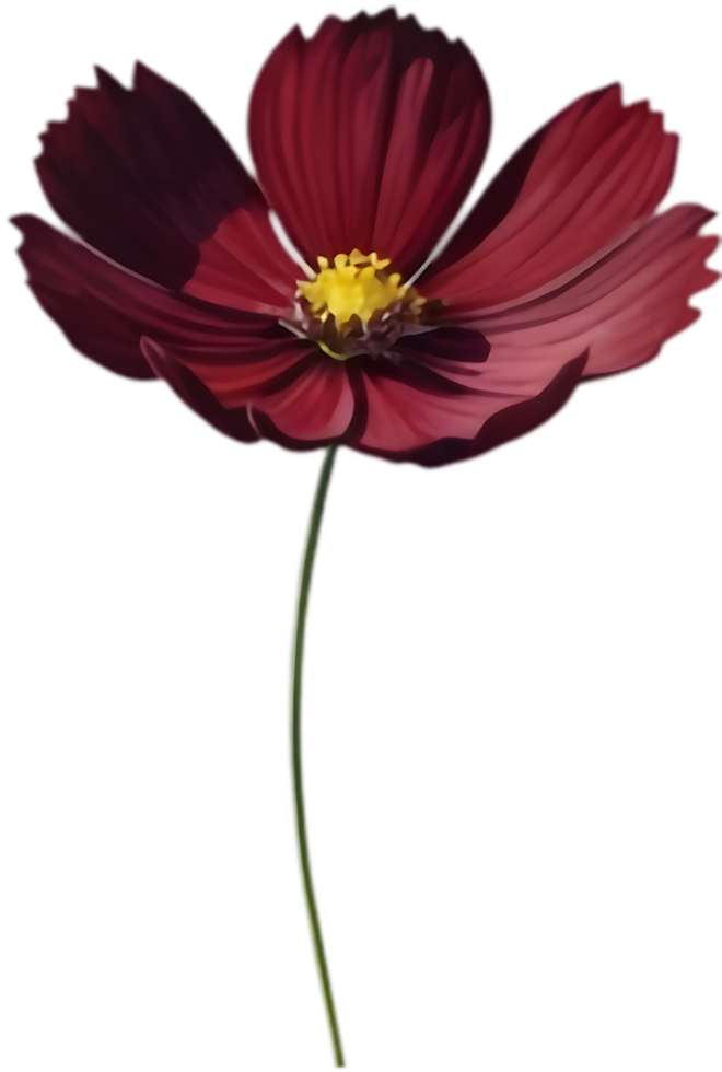 Deep Burgundy Cosmos Flower Clipart. . png