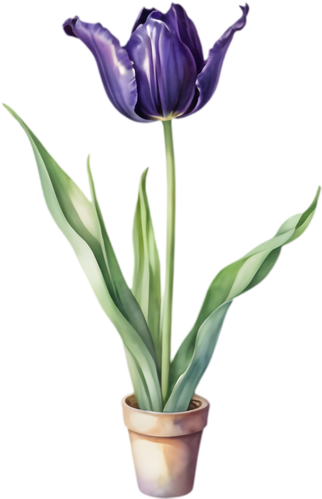 Queen of the Night Tulip Artwork. . png