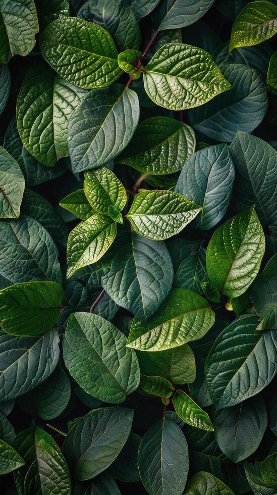 Lush green leaves in sunlight creating a vibrant natural backdrop in a serene garden photo
