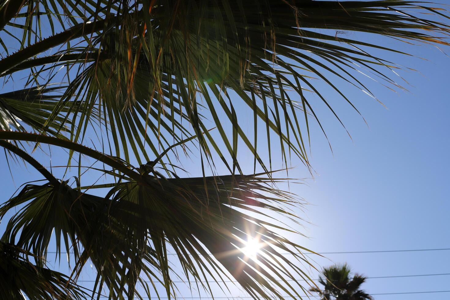 The sun's rays break through the dense foliage of the tree. photo