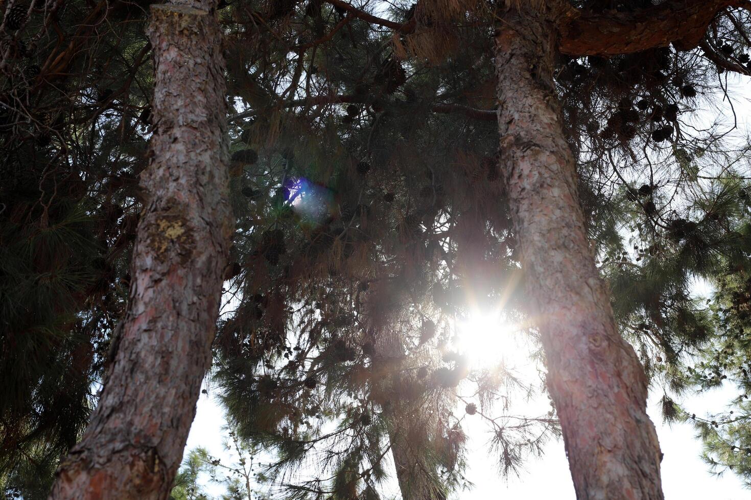 The sun's rays break through the dense foliage of the tree. photo