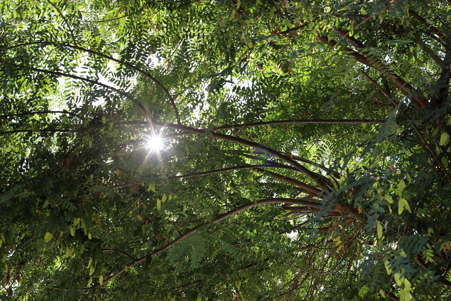 The sun's rays break through the dense foliage of the tree. photo