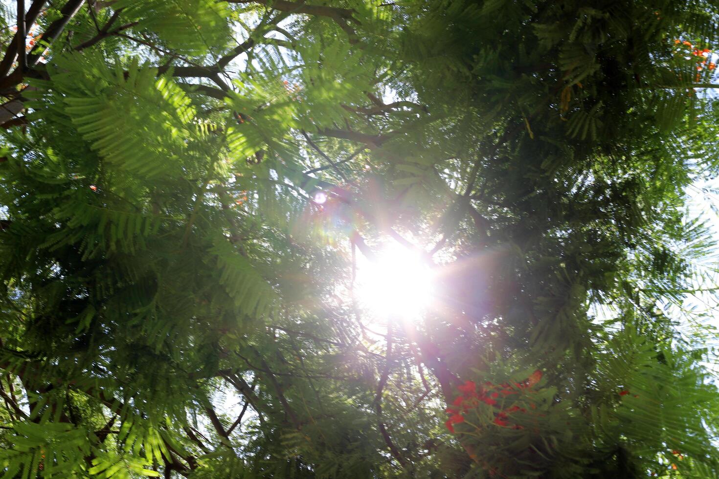 The sun's rays break through the dense foliage of the tree. photo
