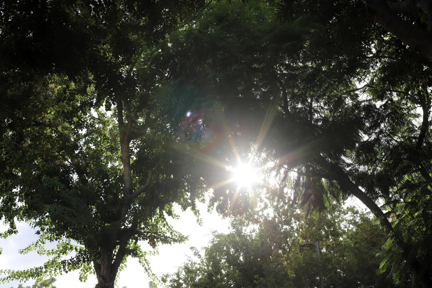 The sun's rays break through the dense foliage of the tree. photo