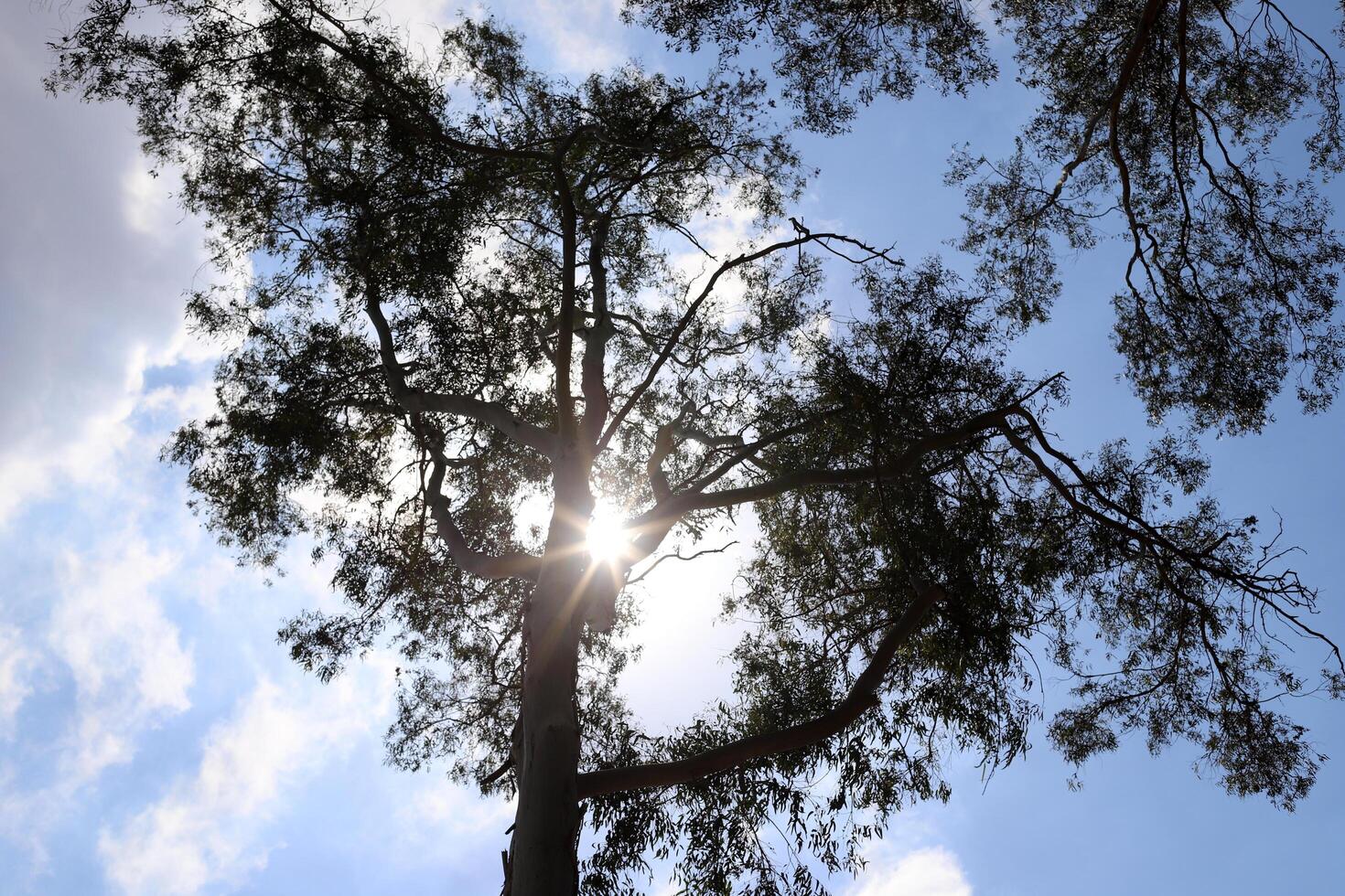 The sun's rays break through the dense foliage of the tree. photo