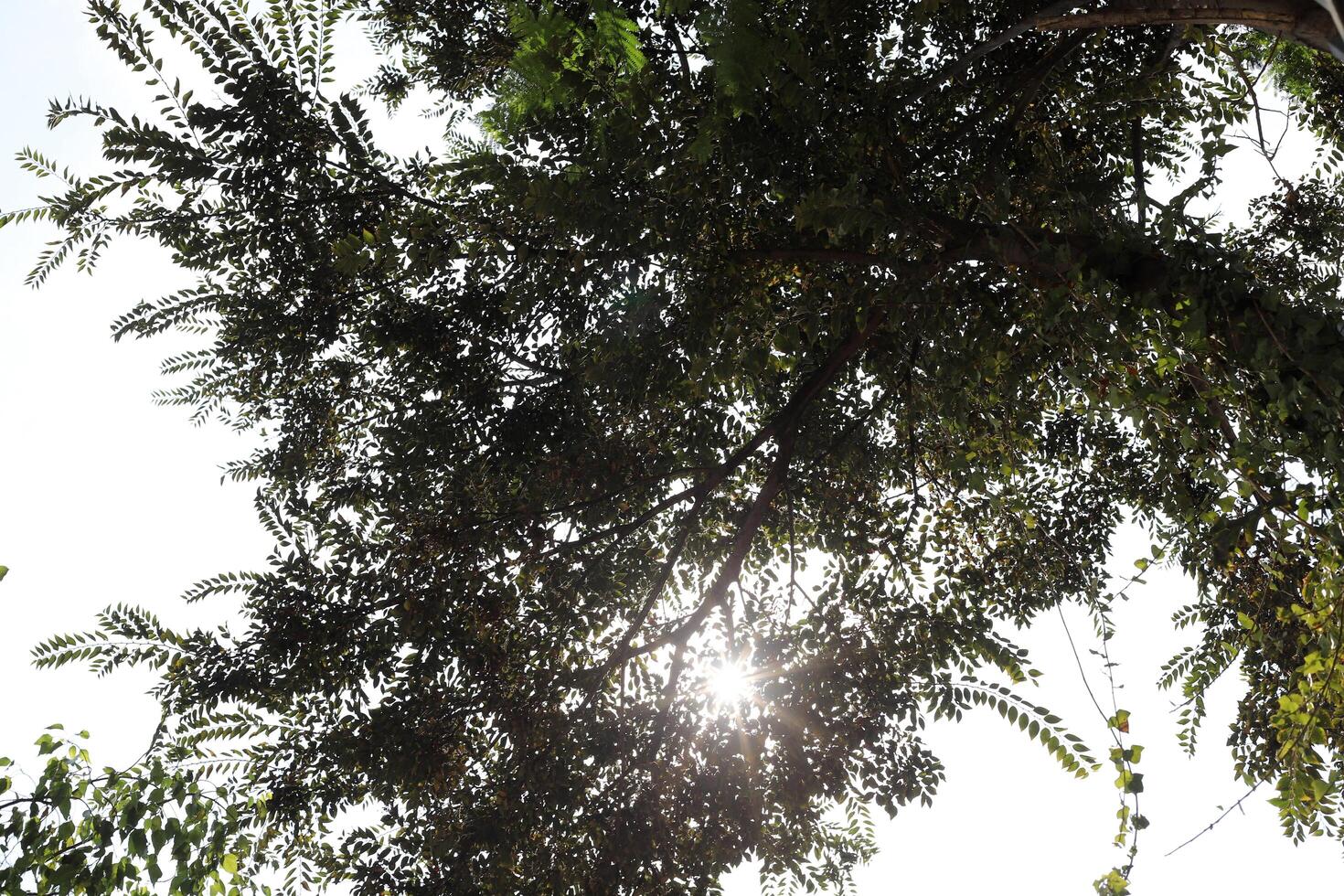 The sun's rays break through the dense foliage of the tree. photo