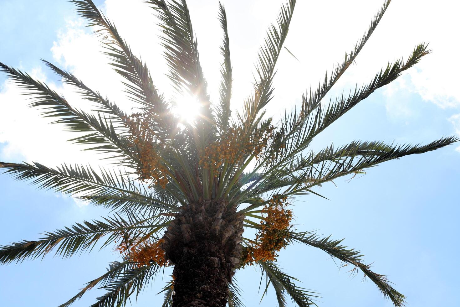 The sun's rays break through the dense foliage of the tree. photo