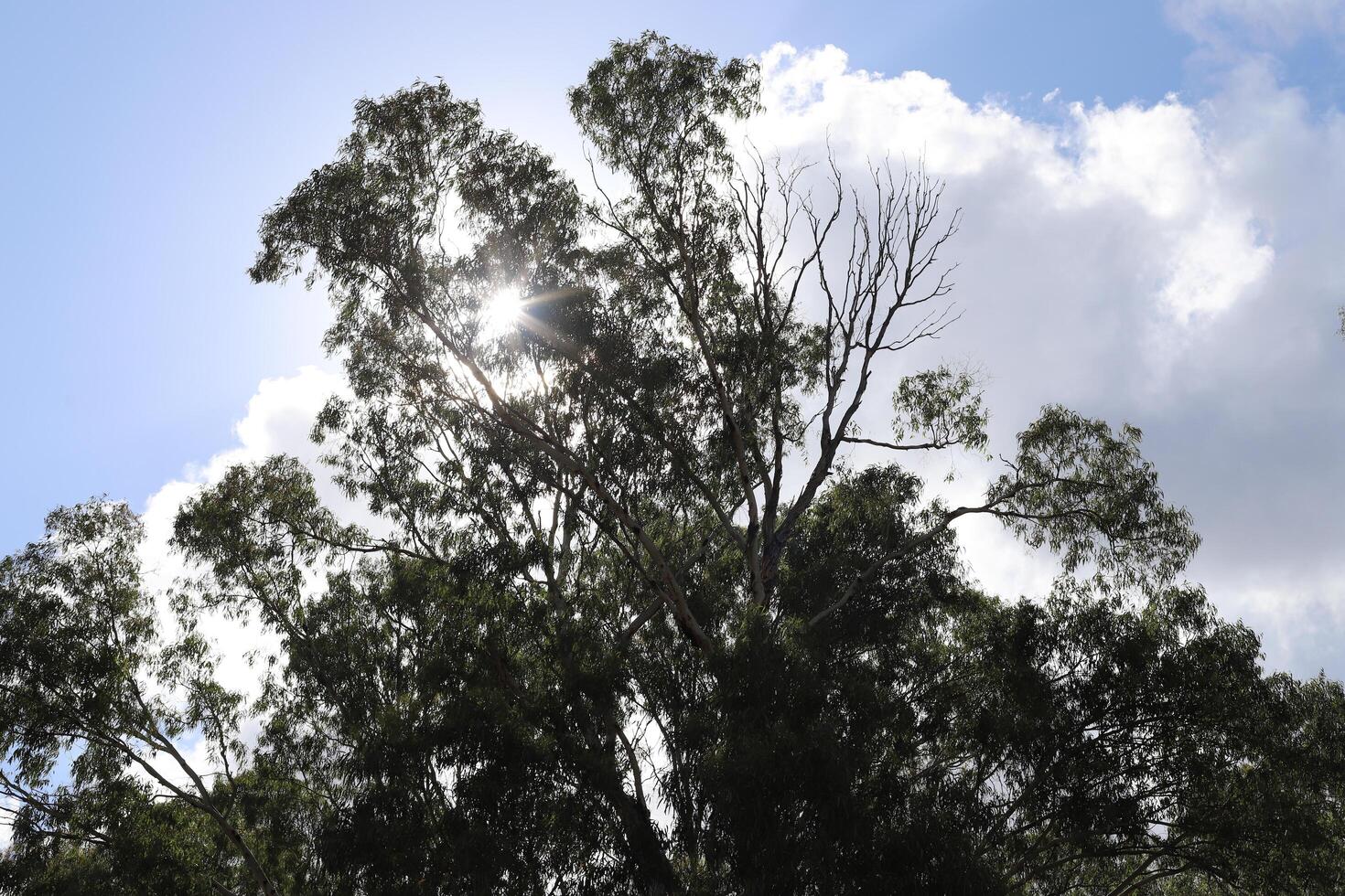 The sun's rays break through the dense foliage of the tree. photo