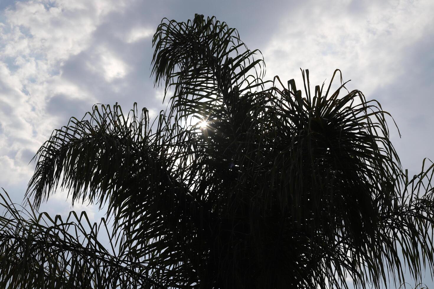The sun's rays break through the dense foliage of the tree. photo