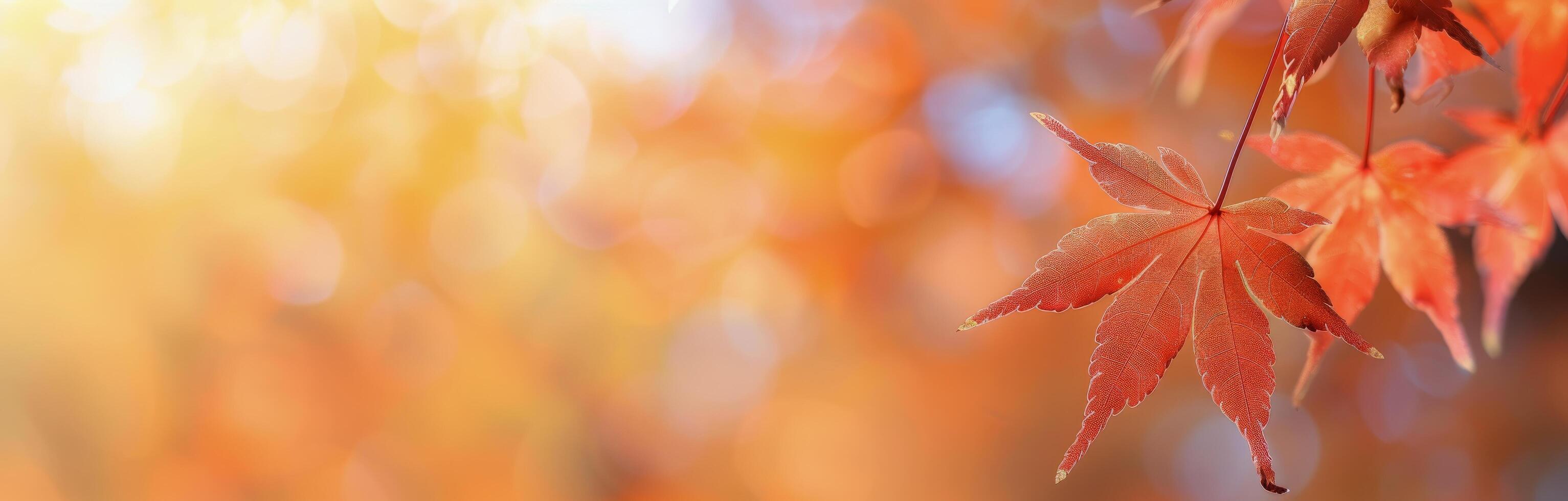 Autumn Leaf With Bokeh Background photo