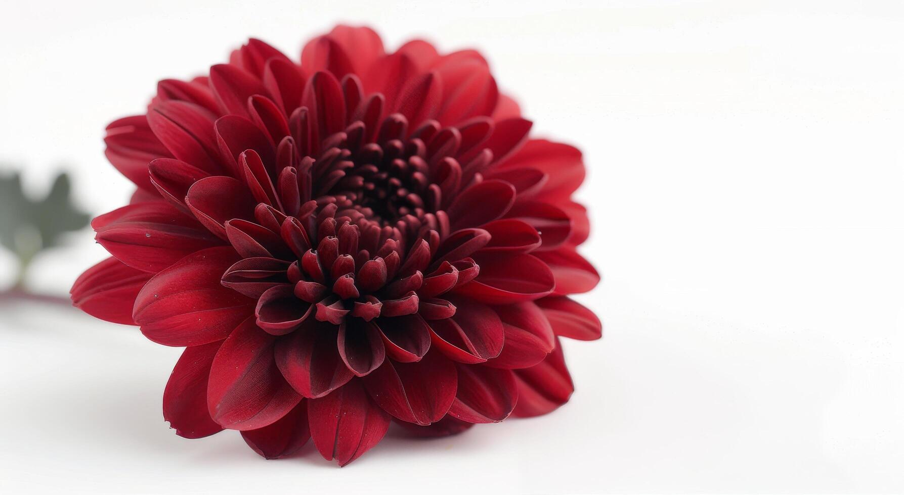 Single Red Chrysanthemum Flower on White Background photo