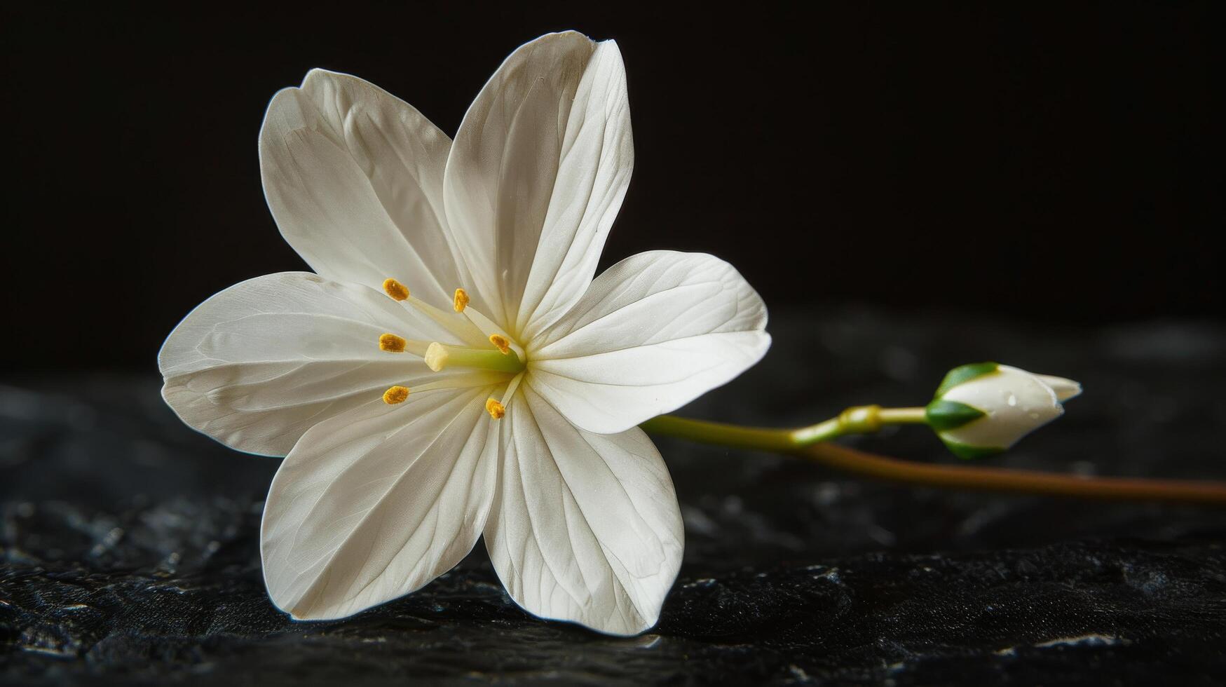 Delicate white flowers with yellow centers resting on a dark surface in natural light photo