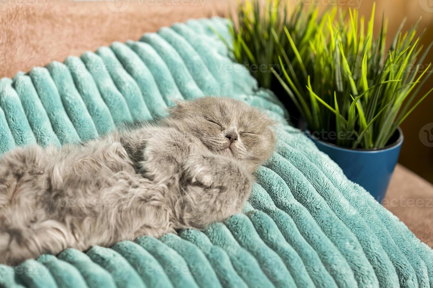 Grey Scottish Fold kitten sleeps or naps on a turquoise pillow. The life of pets. photo