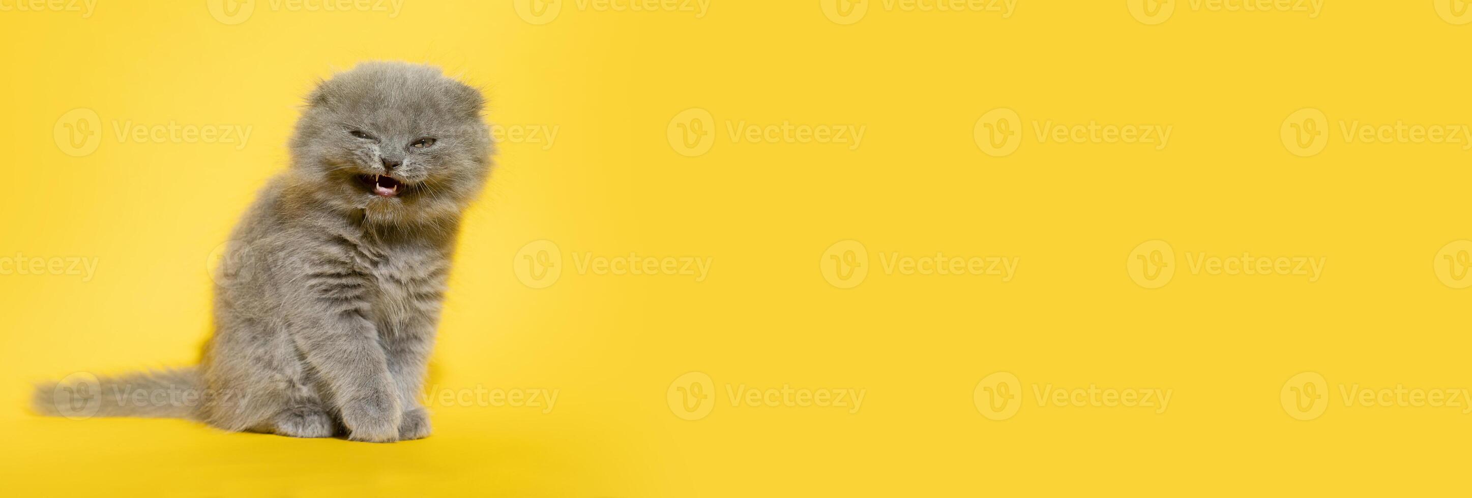 Yellow banner Scottish Fold cat looks into the camera and meows or smiles photo