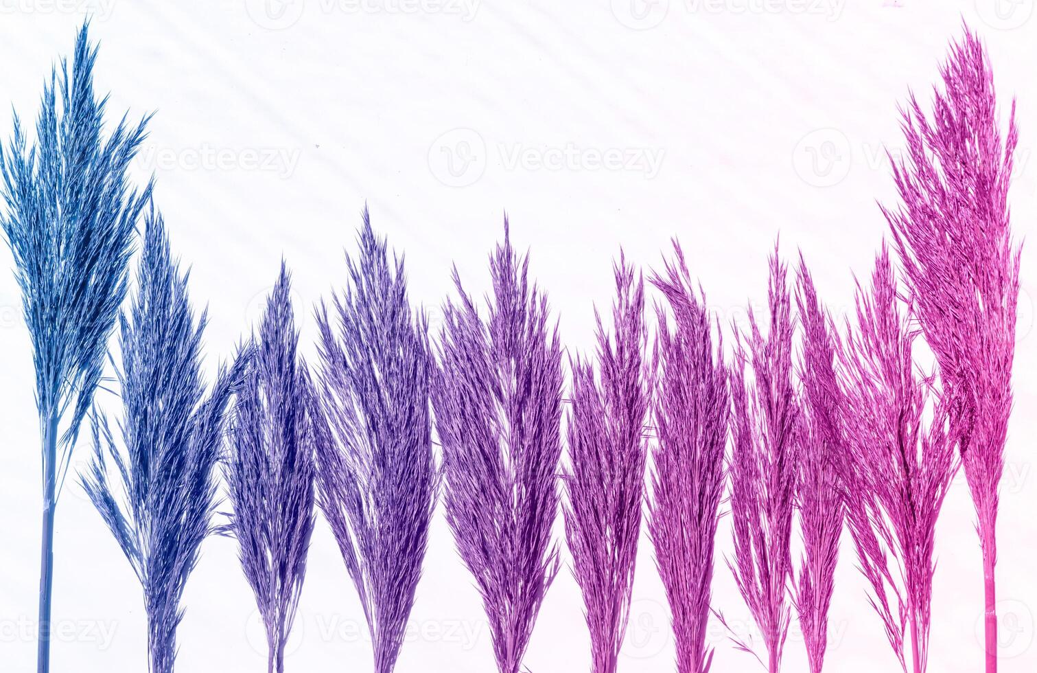 Multicolored blue and purple spikelets on a white background. Abstract background photo