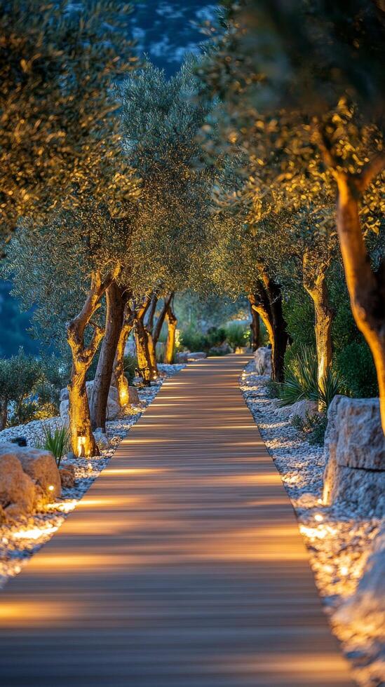 A beautifully lit pathway lined with olive trees at twilight in a serene outdoor setting photo