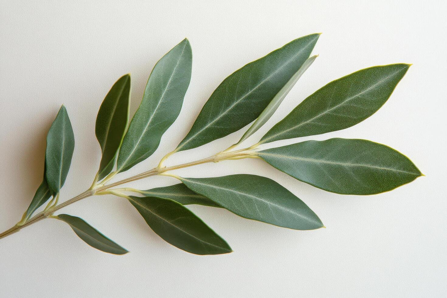 Fresh green bay leaves arranged on a light background showcasing natural textures and hues photo