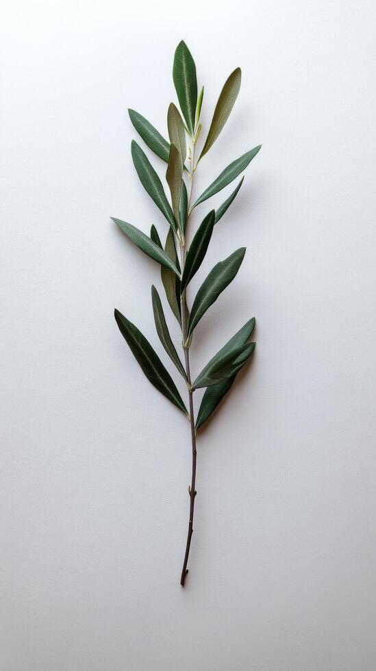 Green leaves arranged artistically on a clean white background for a minimalistic aesthetic photo