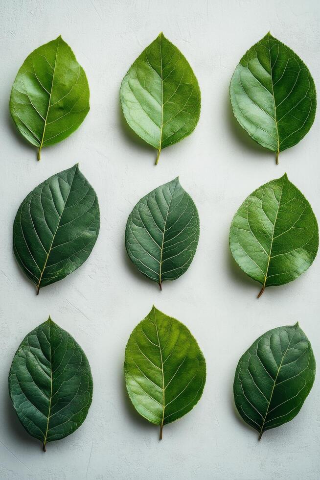 Various green leaves arranged in a grid pattern on a light background in natural light photo