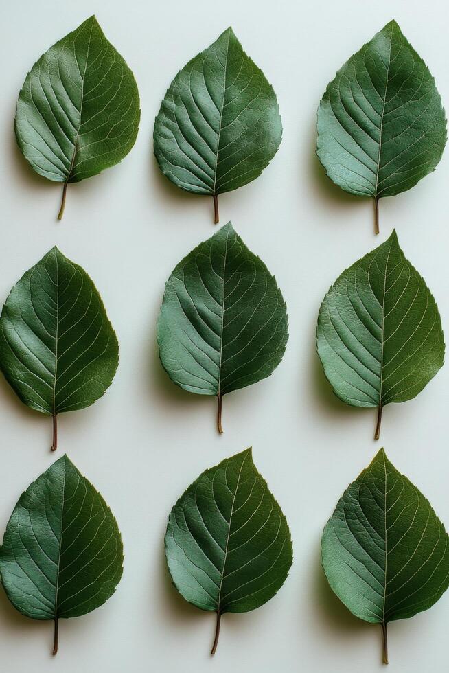 Various green leaves arranged in a grid pattern on a light background in natural light photo