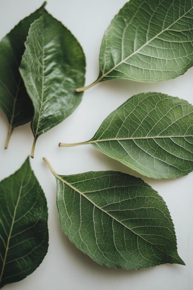 Various green leaves arranged in a grid pattern on a light background in natural light photo