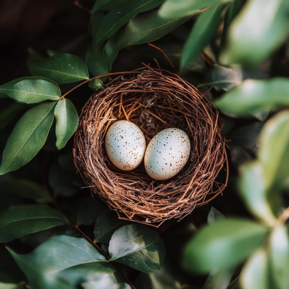 Nest containing two speckled blue eggs resting among green leaves in natural surroundings photo