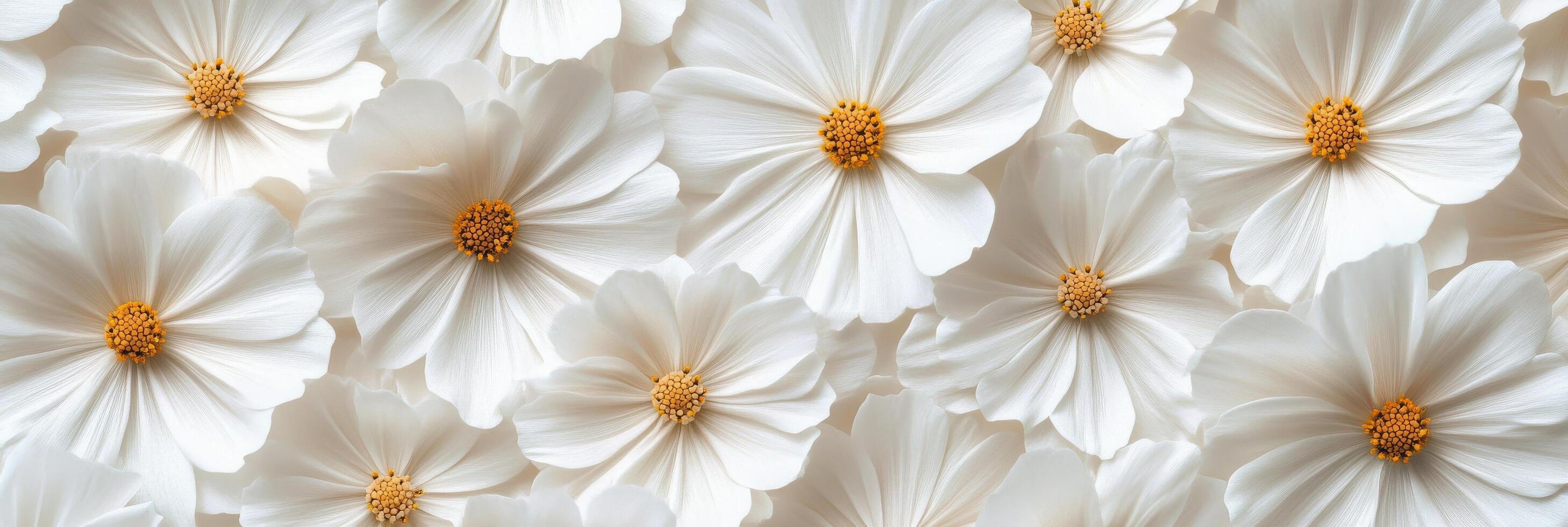 A detailed close up of delicate white flowers with golden centers perfect for spring decoration photo