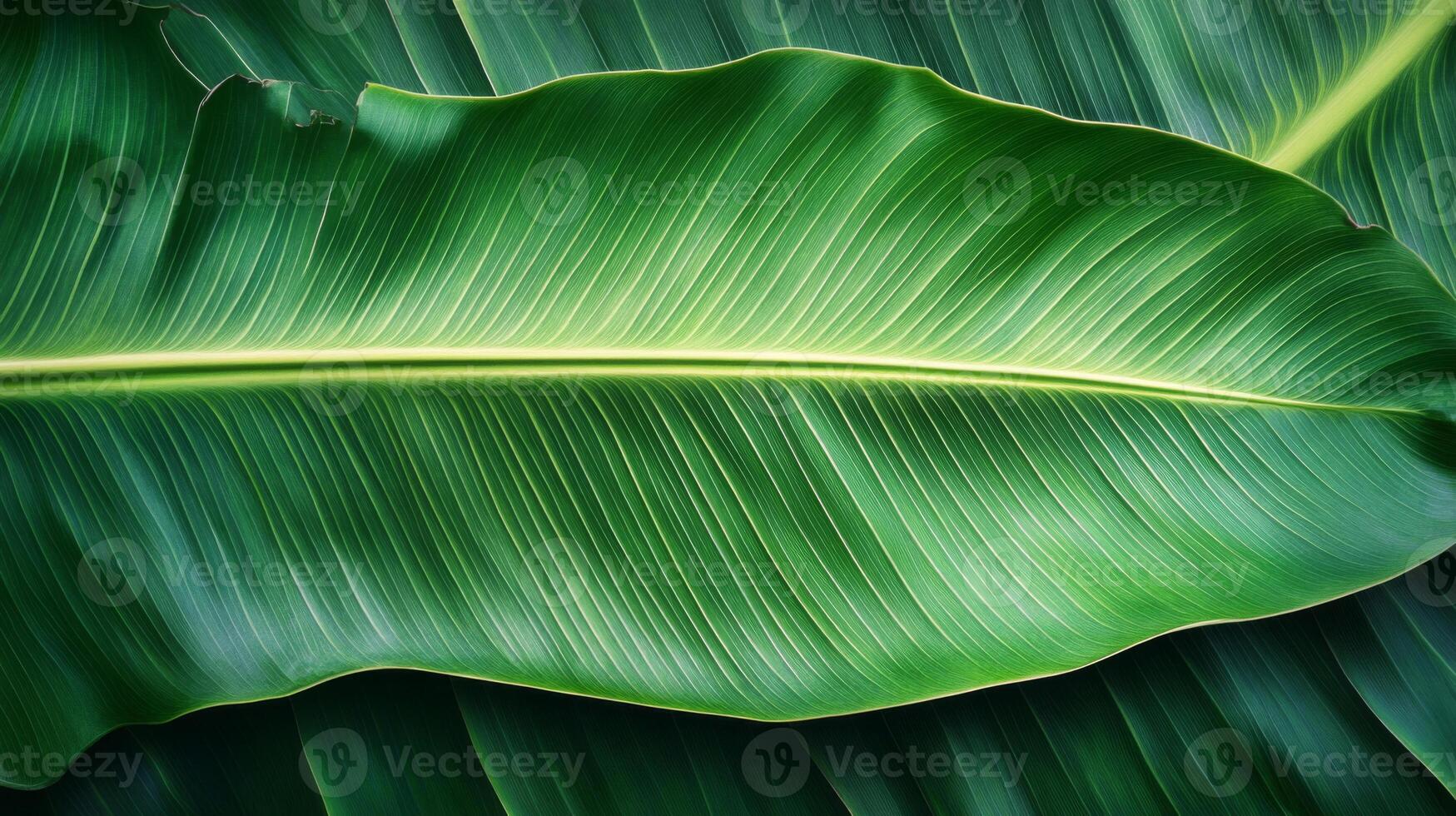 A Close-up View of Two Large Green Banana Leaves with Prominent Veins photo