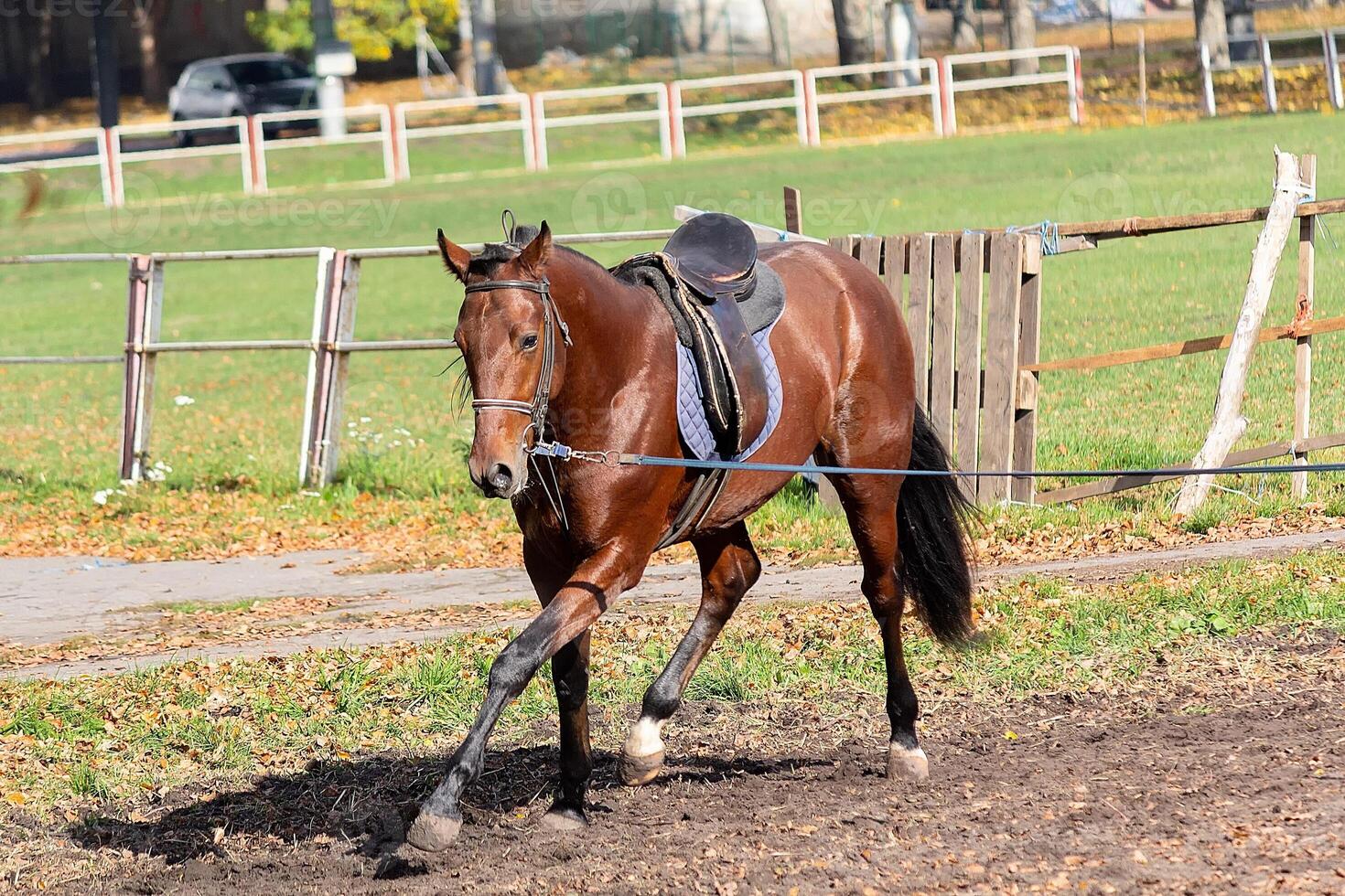 Horse race at the racetrack during training photo