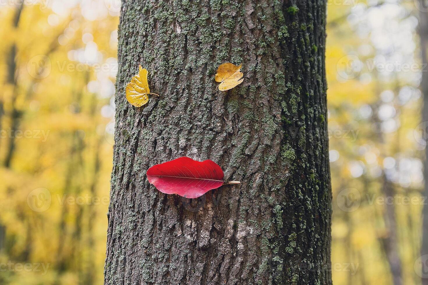 Funny character from the leaves on the trunk of a tree in an autumn park photo