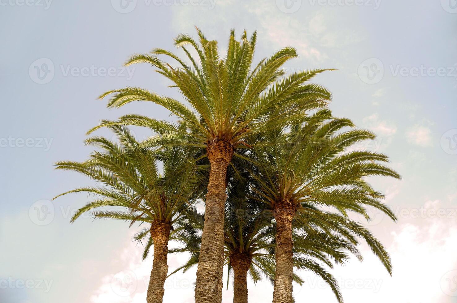 Groupe of palms photo