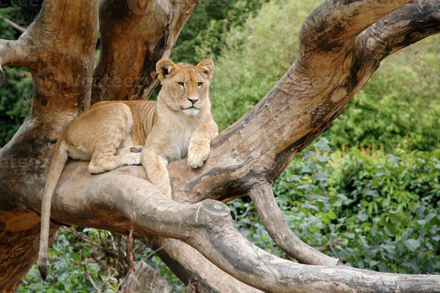 Lion resting in a tree photo