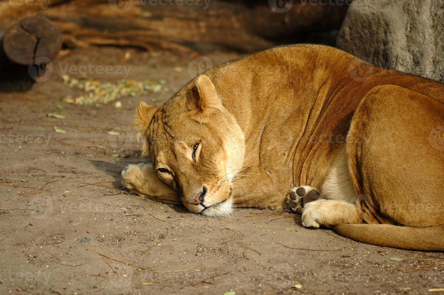 Lion is resting photo